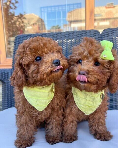 TOY POODLE PUPPIES