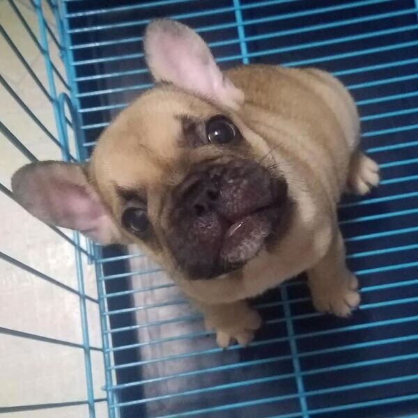 FRENCH BULLDOG PUPPIES FOR SALE METRO MANILA
