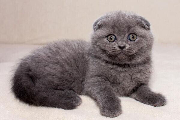 Scottish fold cat for sale manila 09457024296