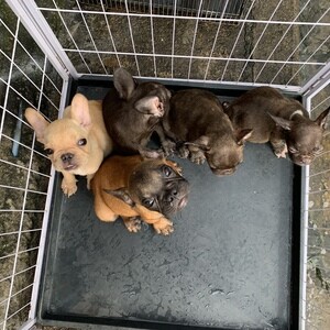French Bulldog Puppies | PostAds PH