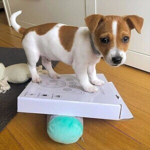 Jack Russell Terrier Puppes WhatsApp:(+63-9455-189-371) Viber:(+63-9455-189-371) | PostAds PH