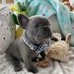 French bulldog puppies WhatsApp:(+63-9455-189-371) Viber:(+63-9455-189-371) | PostAds PH