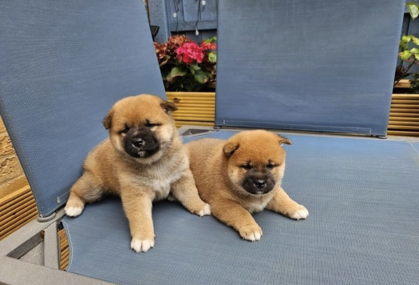 sShiba Inu Puppies Viber:+63-9481-451-325