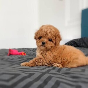 2 Toy Poodle Puppies WhatsApp:(+63-9455-189-371) Viber:(+63-9455-189-371) | PostAds PH