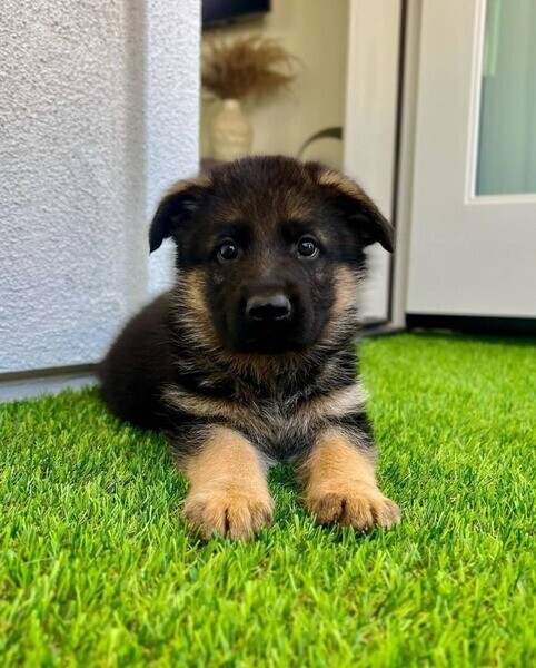 Lovely German Shepherd WhatsApp:(+63-9455-189-371)  Viber:(+63-9455-189-371)