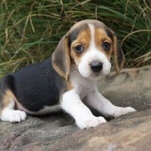 Beagle Pup WhatsApp:(+63-9455-189-371) Viber:(+63-9455-189-371) | PostAds PH