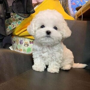 Bichon frise pups WhatsApp:(+63-9455-189-371) Viber:(+63-9455-189-371) | PostAds PH