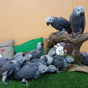 Lovely and playful African Grey and macaw | PostAds PH
