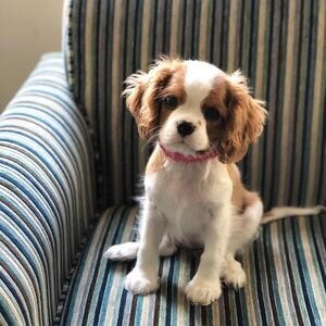 Stunning 5 Generation Pedigree King Charles | PostAds PH