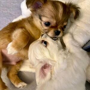 Kennel Club Registered Chihuahuas For Sale +447482162214 | PostAds PH