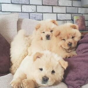 Beautiful Red Kc Reg Chow Chow Puppies | PostAds PH