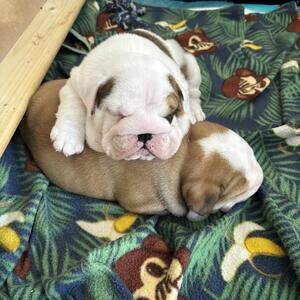 English Bulldog Buying Advice | PostAds PH