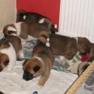 American Akita Puppies X5 Champions +447482162214 | PostAds PH