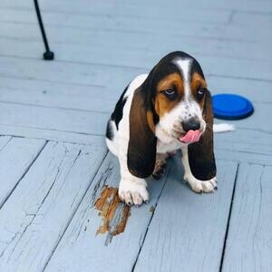 Stunning Kc Tri-colour Basset Hound Puppies | PostAds PH