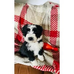 Working Bearded Collie - Health Tested Parents | PostAds PH