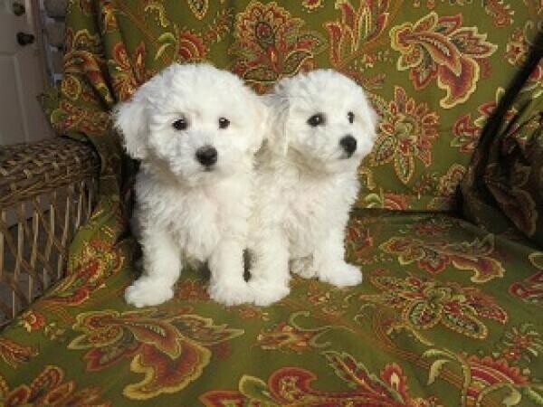 Pedigree Dl Reg Bichon Frise - Male Stud  