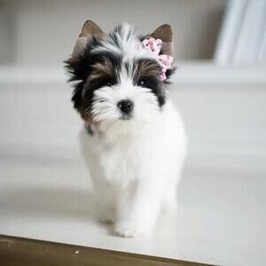 True Biewer Terrier Pups Licensed Breeder Scotland | PostAds PH