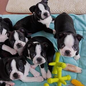 Male Blue Boston Terrier Usa Blood Line | PostAds PH
