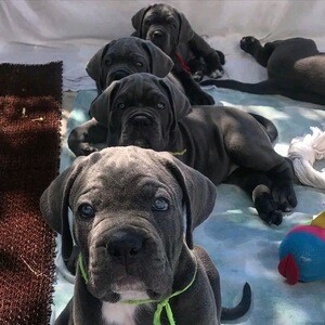 World Champion Cane Corso Puppys For Sale | PostAds PH