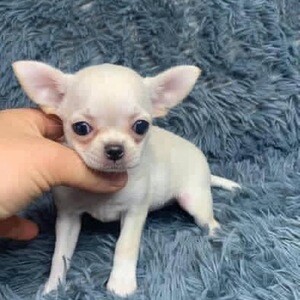 Chihuahua male and female | PostAds PH