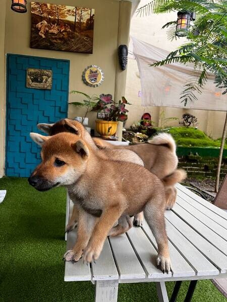 Adorable Shiba Inu Puppies
