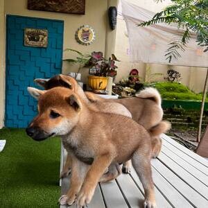 Adorable Shiba Inu Puppies | PostAds PH