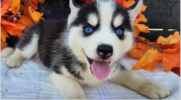 Awsome Siberian Husky Puppies 