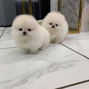 KC Registered Pomeranian | PostAds PH