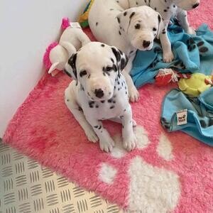 Beautiful Dalmatian Puppies For Sale. | PostAds PH