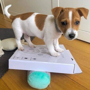 Jack Russel Terrier puppies with pcci | PostAds PH
