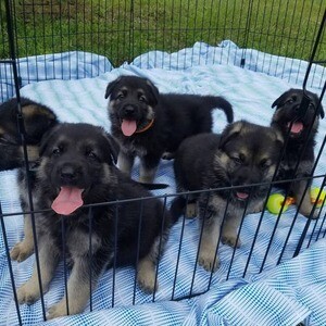 Stunning German Shepherd Puppies | PostAds PH