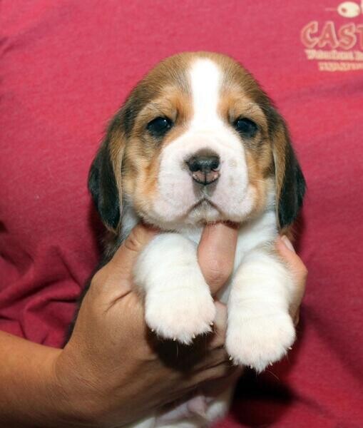 Beagle puppies 