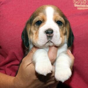 Beagle puppies | PostAds PH