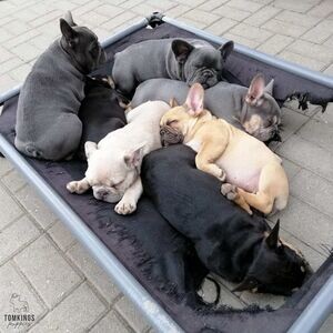 French Bulldog Puppies for sale | PostAds PH