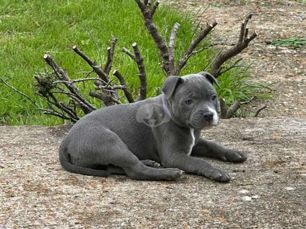 Staffordshire Bull Terrier Puppies