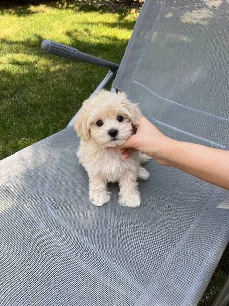 Maltipoo puppies