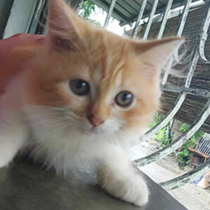 Adorable Pure Persian Kitten – 3 Months Old | PostAds PH