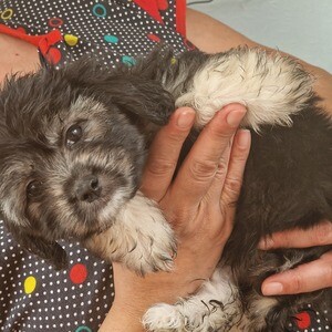 We are three boys bichon havanese | PostAds PH