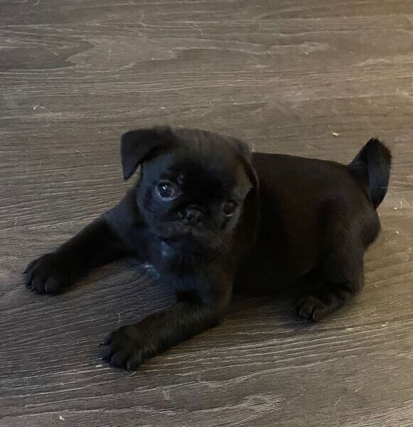 Pug puppys