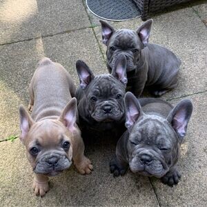 Beuatiful 7 year old Frenchie boy,Loves cuddles | PostAds PH