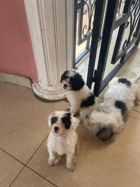Adorable Maltese Puppies for Adoption