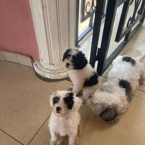 Adorable Maltese Puppies for Adoption | PostAds PH