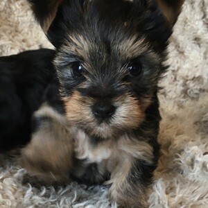 Purebred Yorkshire Terrier GIRL puppy 🐶 Pedigree Yorkie | PostAds PH