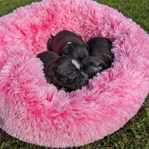 Stunning Show Quality K.C Registered Staffordshire Bull Terriers | PostAds PH