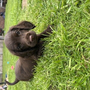 cocker spaniel puppy | PostAds PH