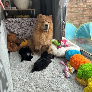 Charming Chow Chow Puppies Now Available To Leave. | PostAds PH