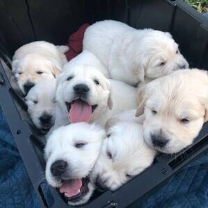 Stunning KC Reg. Golden Retriever Puppies Available Now | PostAds PH