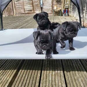 Beautiful Black Pugs | PostAds PH