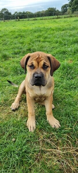 Boerboel puppies available 