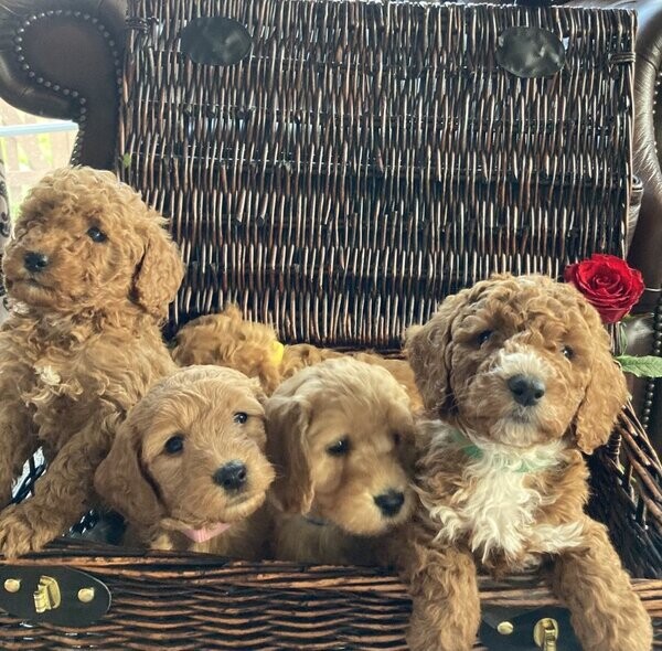 Adorable cockapoo puppies 